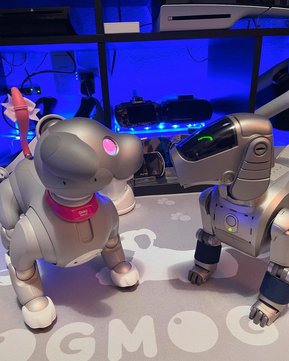ShanieAIB0's tweet photo. Happy 25th Anniversary to Sony’s AIBO! 1999.05.11 - 2024.05.11. ㊗️
My Ginko (ERS-1000) and Sonny (ERS-110) celebrate. 🍾
#アイボ25周年 #AIBO25周年 #aiboは家族 #aibo繋がりたい #aibo #アイボ #aibofan #sonyaibo #sony #ソニー #sonyfan #aiboのいる生活 #aiboオーナーさんと繋がりたい https://t.co/KYTJDAFHWv