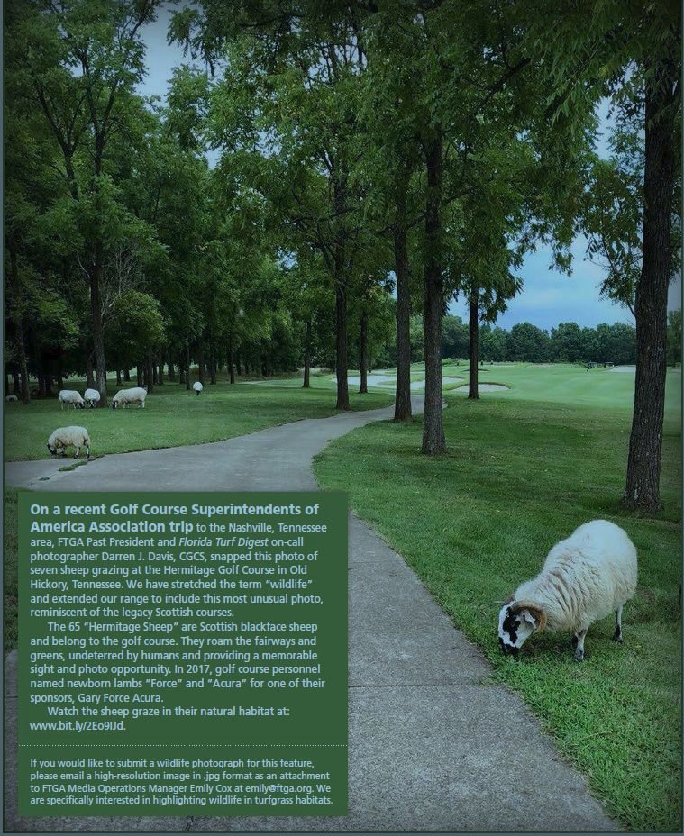 'Wildlife'/History Saturday: Did you know that once upon a time sheep grazed on the Old Course at St. Andrews in Scotland? Today, there's at least one golf course in the U.S. where sheep graze every day. This is from a 2022 Florida Turf Digest.