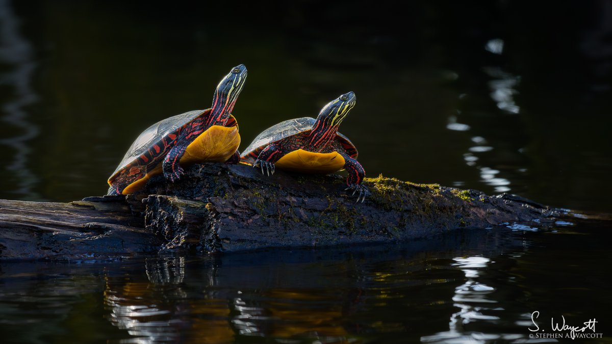 It's #TurtleTuesday! Here's a couple of Eastern Painted Turtle buddies enjoying the morning sunshine.

#NewBrunswick, Canada
April 2024

#turtletuesdays #nature #wildlife #photography #naturephotography #wildlifephotography #Nikon #Z9 #Nikkor180600