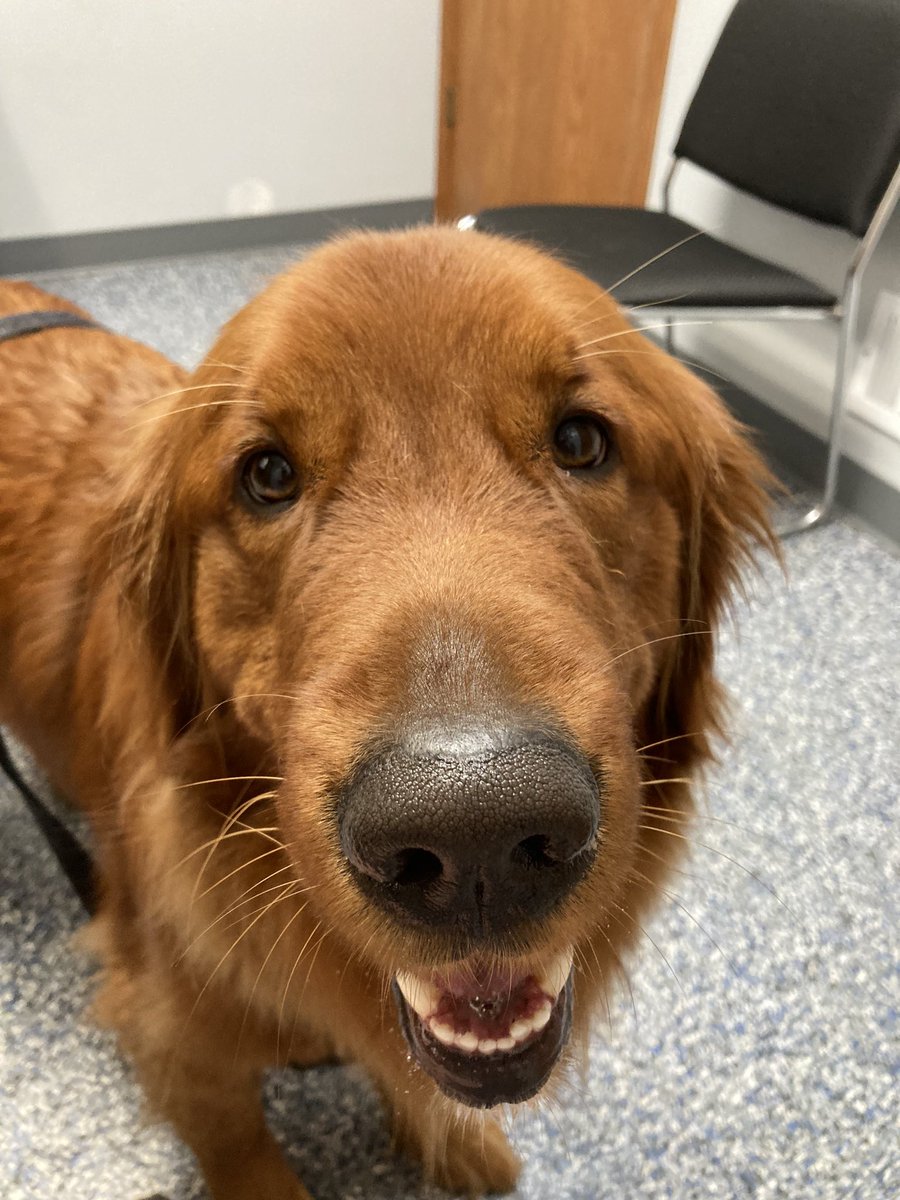 #WeekendSmiles at the vets, it was a half smile really didn’t feel good for a few days.