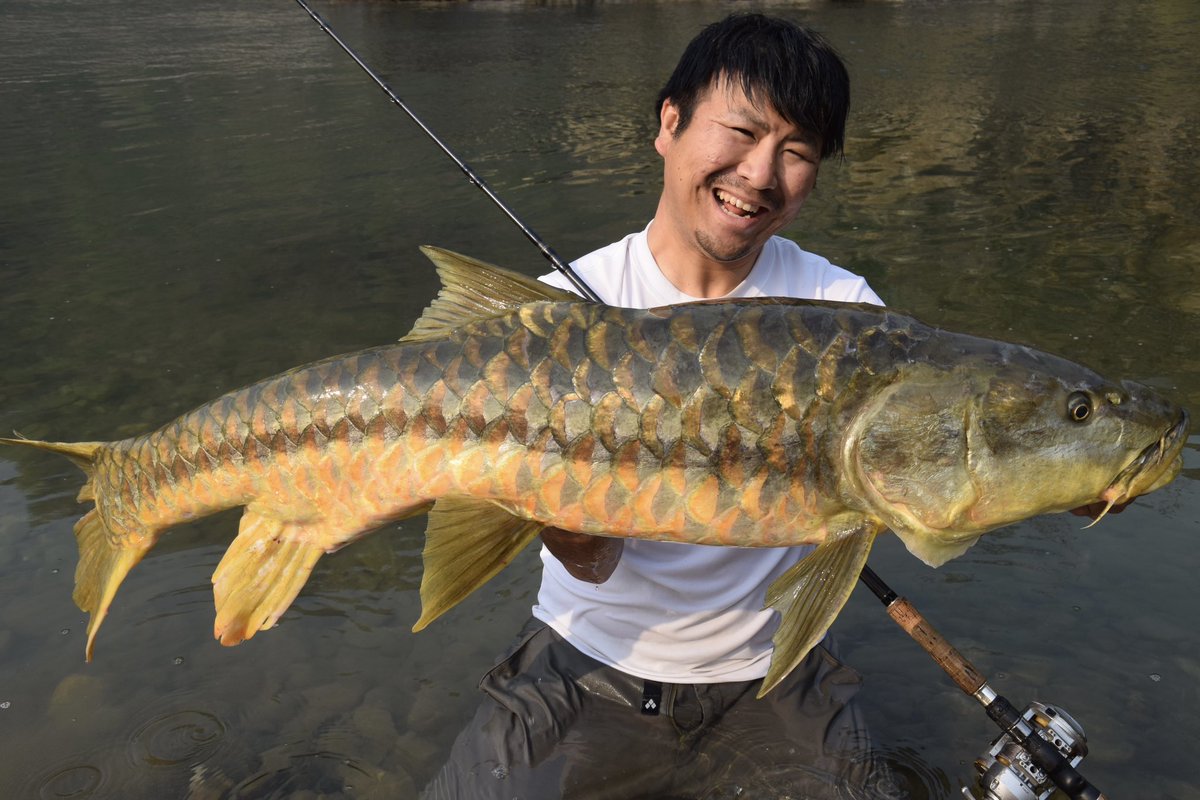 tarzanfishing's tweet photo. 神の魚に相応しい金色の魚体。
インド大地に願いが届いた。
#ゴールデンマハシール
#MX_infinity
#モンスターキス
#MonsterKiss https://t.co/9WSGyD3tXu