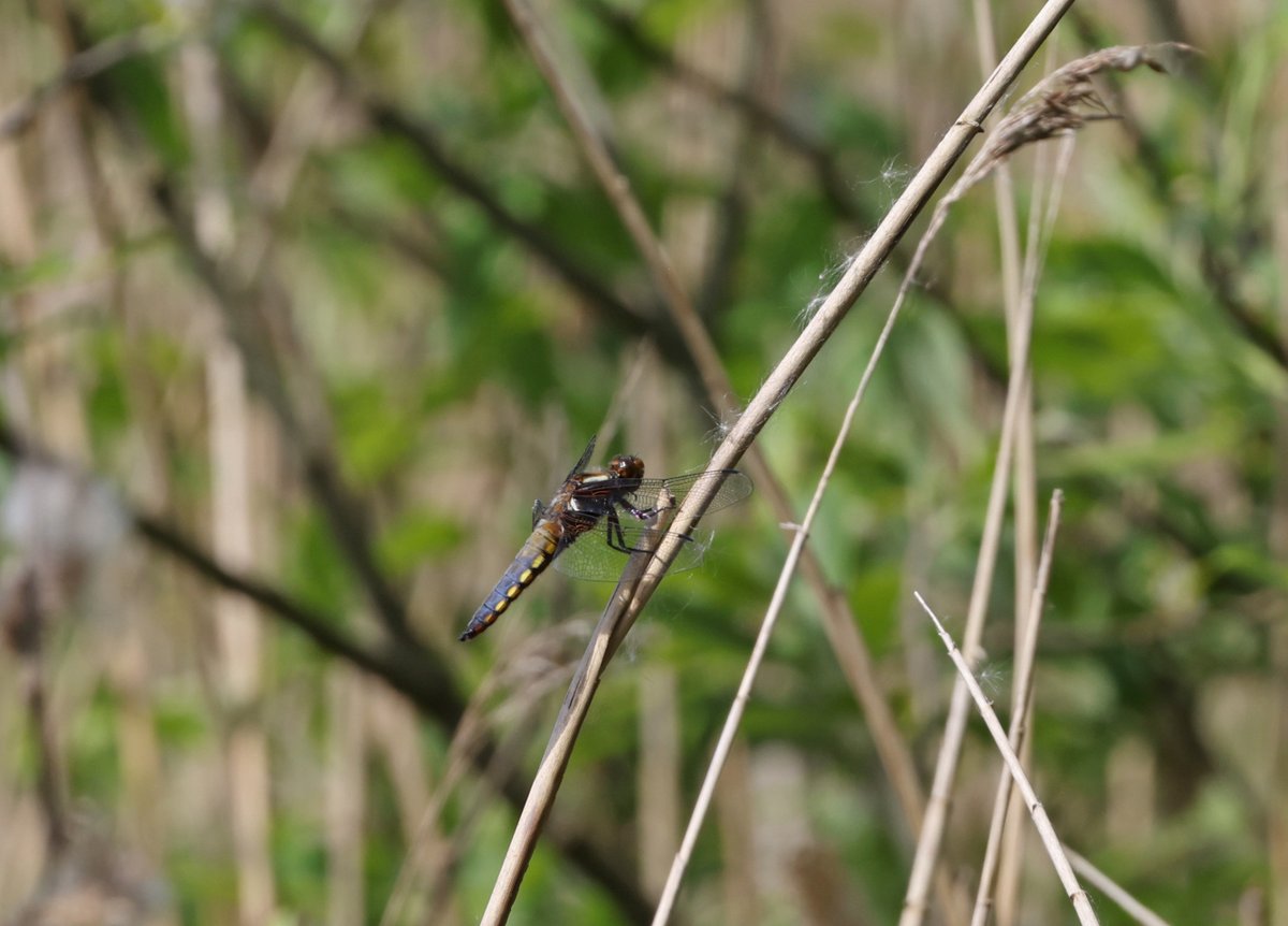 Dragons at @RSPB_Strumpshaw. Female Scarce Chaser & imm male Broad-bodied Chaser @BDSdragonflies