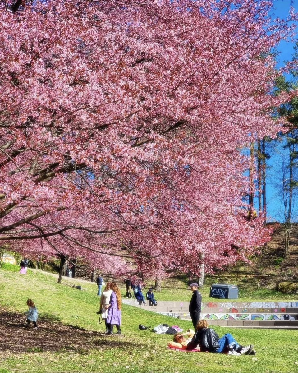 It's that time of the year – cherry blossoms everywhere! 🌸🌿 #helsinki #visithelsinki #finland 📍 Alppipuisto Park 📸 juhakristiano (IG)