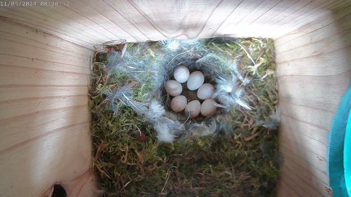 へっ?????

たまごが7個になっている！
ボニーちゃんは2日前から抱卵開始。#アオガラ は通常、最後の1個を産む前日からそうする。これまで観察した個体もそうだった。だから今年は6個なんだな、少なめだな…と思っていたのに。増えてるー。こういうこともあるんだね。

#bluetit #巣箱カメラ