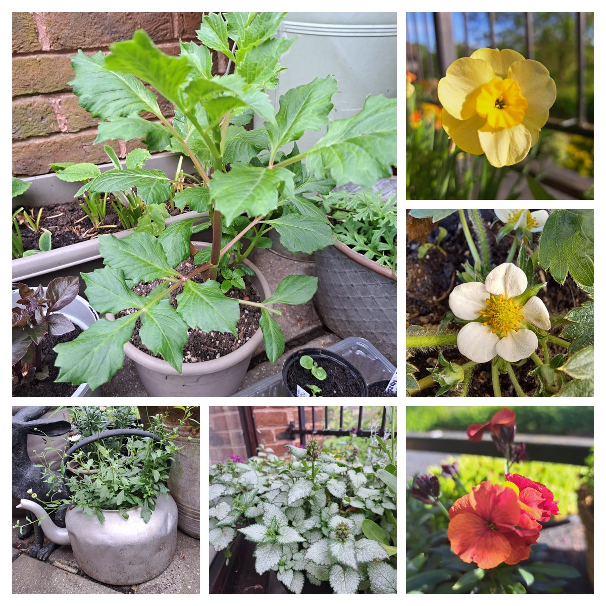 Good morning all, I'm gutted for not seeing the northern lights but on the plus side my dahlia (which was left outside all winter) is thriving! Also a late daff, strawberry flowers, wallflowers, overflowing lamium which will need splitting & a kettle of erigeron #SixOnSaturday