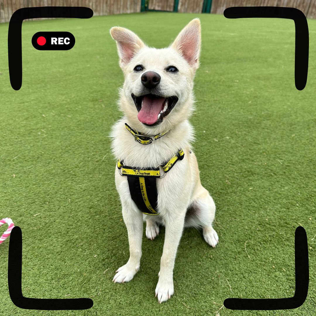 Here is what Sid wants you to do with your Saturday ⬇️

📹 Watch his new rehoming video
📖 Read his profile
💛 Share his profile with friends and family!

#Terrier #Adoption #rehoming #rescue #ADogIsForLife #DogsTrustWestLondon #DogsTrustWestLondon