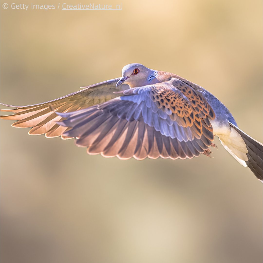 On this #WorldMigratoryBirdDay 🐦, we celebrate the turtle dove, which is starting to come back to 🇪🇺 skies Thanks to a technical support to Member States and legal action, it reached 1.96 million breeding pairs in 2023 in the western flyway 👉 europa.eu/!Fnhxfd #WMBD2024