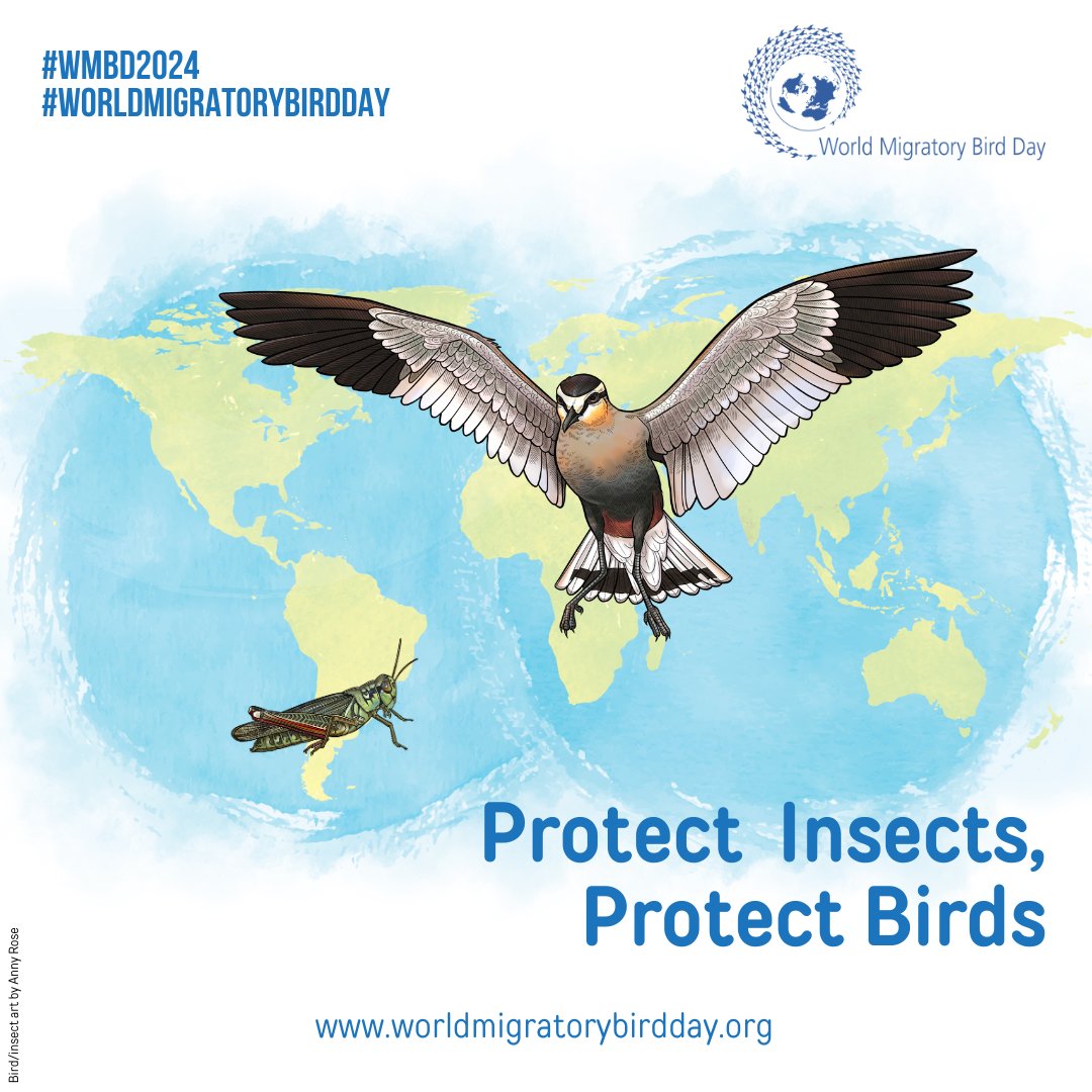 Happy #WorldMigratoryBirdDay! #DYK that 85% of flowering plants require animal pollination? In most cases this job is done by insects. If we lose those pollinators, many plants will struggle to survive, and many migratory birds that depend on them. ➡️worldmigratorybirdday.org