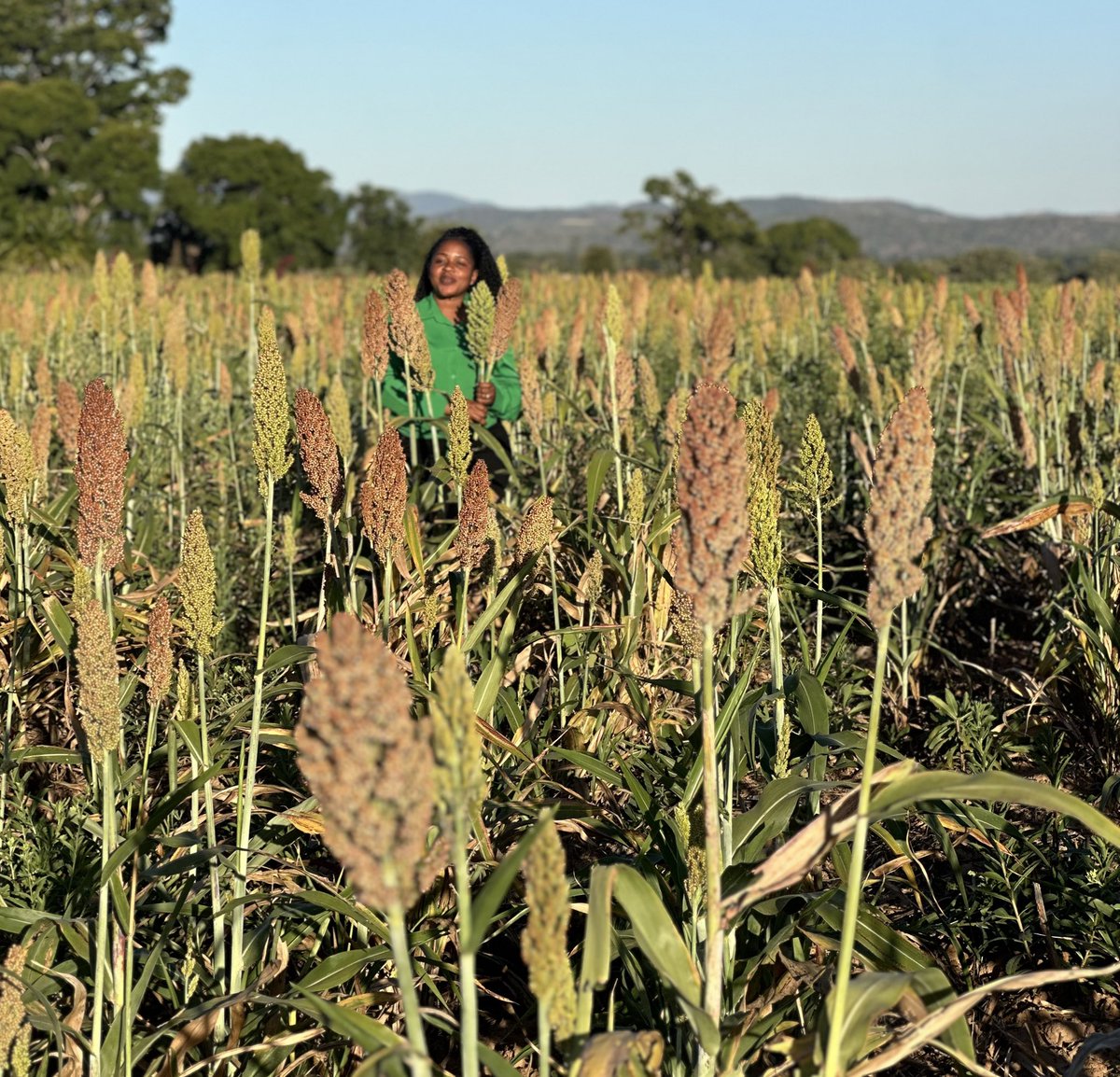 📸 A thousand words in a dryland crop of @SeedCoZimbabwe red sorghum SCXH102 #ClimateAction