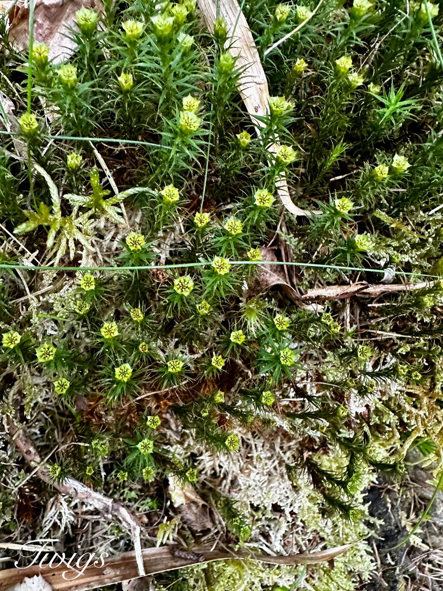 Flowering juniper haircap moss, Polytrichum juniperinum