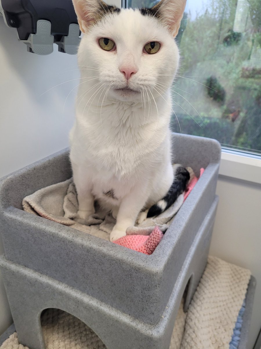 Happy #Caturday from our gorgeous, Tom! 🤍 At 13 years young, Tom is still on the lookout for his #happilyeverafter - could you lend a helping paw and share his story? 🐾 Find out more 👇🏻👇🏻 cats.org.uk/findacatform/?…