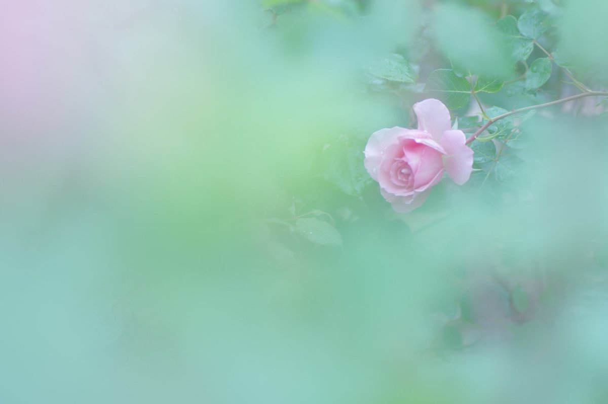 美しい薔薇　その名はヘレン

#薔薇
#薔薇の花
#薔薇の写真
#お花
#花の写真
#花の写真を撮るのが好き 
#はなまっぷ
#町田
#野津田公園
#写真
#写真好きな人と繋がりたい 
#写真撮ってる人と繋がりたい 
#ファインダー越しの私の世界 
#ブラックミストno5
#pentax
#tamron