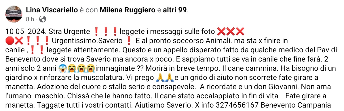 #Saverio #cercafamiglia 🆘️🆘️🆘️🆘️🆘️🙏🏻🙏🏻🙏🏻🙏🏻🙏🏻🙏🏻. X info #lina ☎️ 3274656167 #Benevento Campania