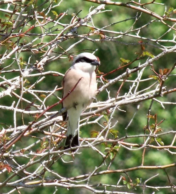 Los alcaudones dorsirrojos (Lanius collurio) son los últimos veraneantes en incorporarse. Han llegado esta semana, justo para celebrar el #WMBD #diamundialdelasavesmigratorias