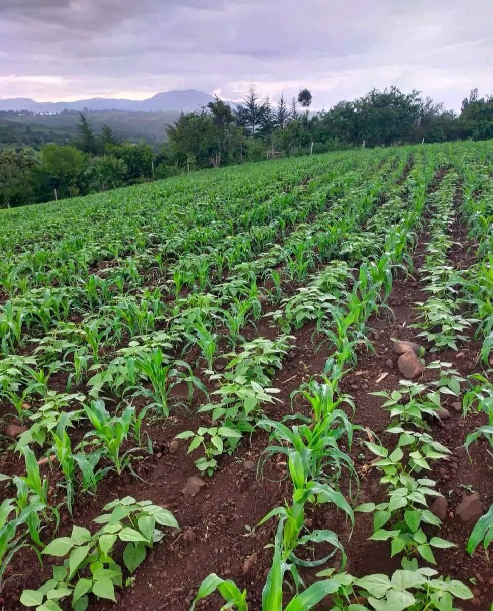 This practice maximizes the use of space, allowing you to grow more crops in your farm. It's a smart and efficient way to cultivate your plants. The maize provides support for the beans to climb, while the beans help fix nitrogen in the soil, benefiting the maize.