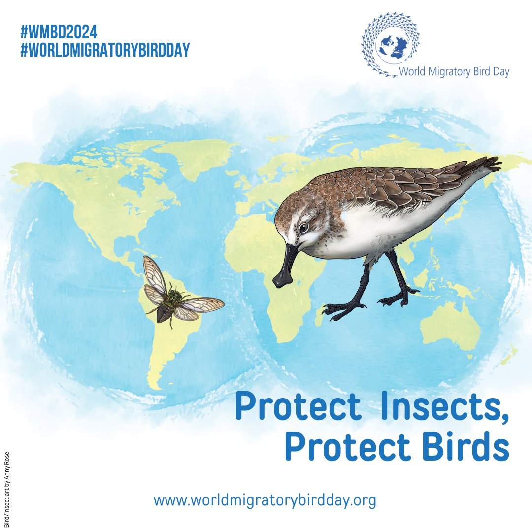 Happy #WorldMigratoryBirdDay! The presence of insects 🐞🐛greatly influences the timing, duration, and overall success of bird migrations. Many birds’ journeys coincide with peak insect abundance in their stopover areas. #ProtectInsectsProtectBirds ➡️worldmigratorybirdday.org