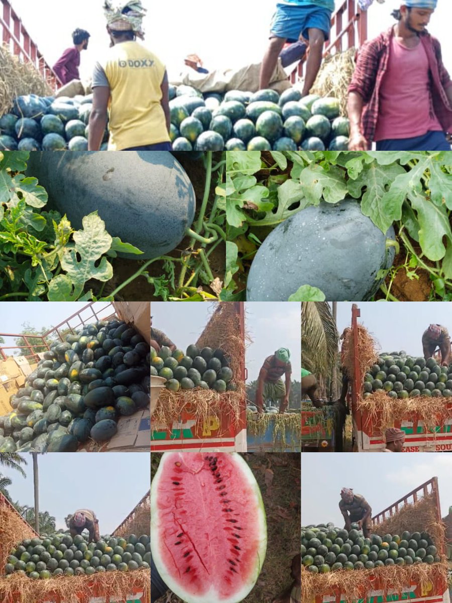 Inter-Mandi Online Trade of 9.67 MT Water Melon via farmgate module on #eNAM from APMC Rairangpur to Bhadrak, Odisha on 09-05-2024 for ₹1.40 Lacs/-

Quality produce, transparent prices. 
Toll-Free No-18002700224

@AgriGoI @mygovindia @PIB_India #VocalForLocal