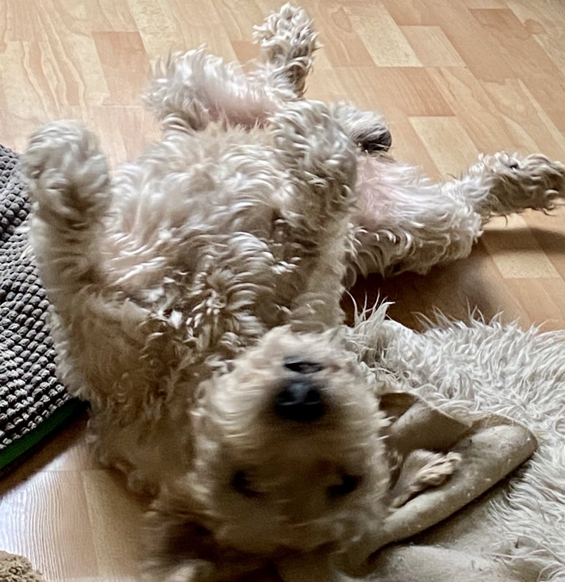 GAUTHECHOLLEY's tweet photo. @Jambesdegrive Guynness nous a quitté il y a 2 semaines, je n’aurais jamais imaginé un tel manque, une douleur si profonde … 13 1/2 ans de joies et de partage
Il restera mon chien d’amour, mon doudou
Je suis de tout cœur avec toi https://t.co/OEWVvKLio9