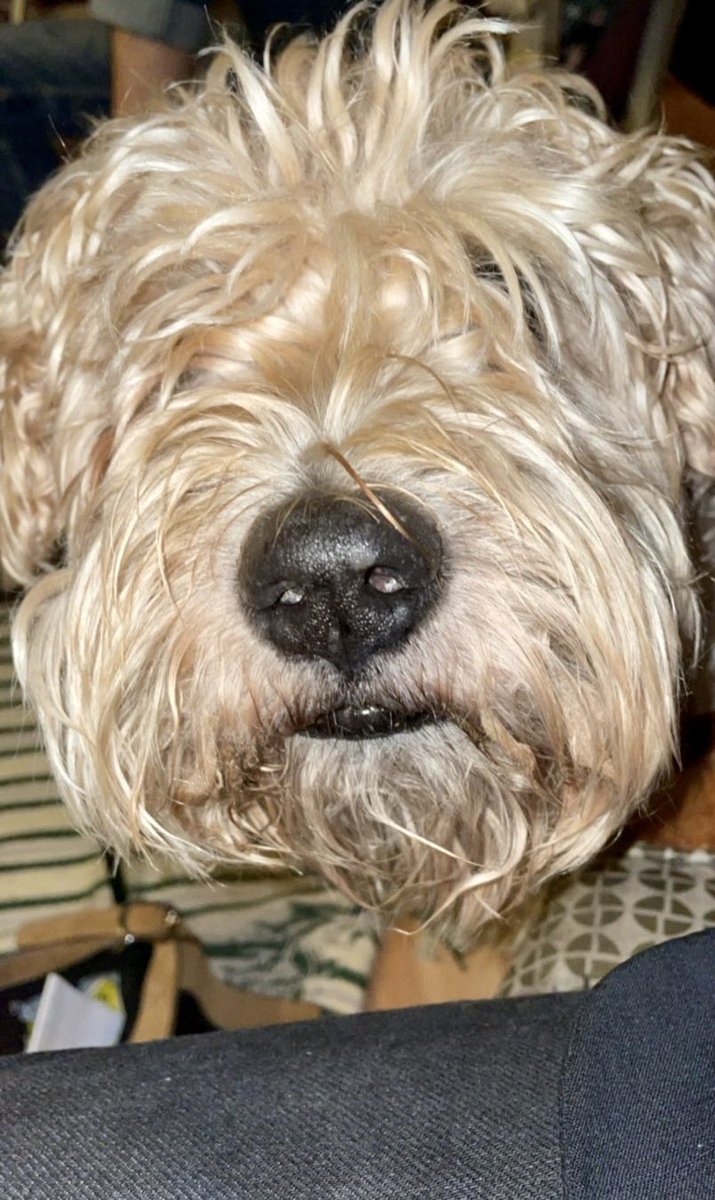 GAUTHECHOLLEY's tweet photo. @Jambesdegrive Guynness nous a quitté il y a 2 semaines, je n’aurais jamais imaginé un tel manque, une douleur si profonde … 13 1/2 ans de joies et de partage
Il restera mon chien d’amour, mon doudou
Je suis de tout cœur avec toi https://t.co/OEWVvKLio9
