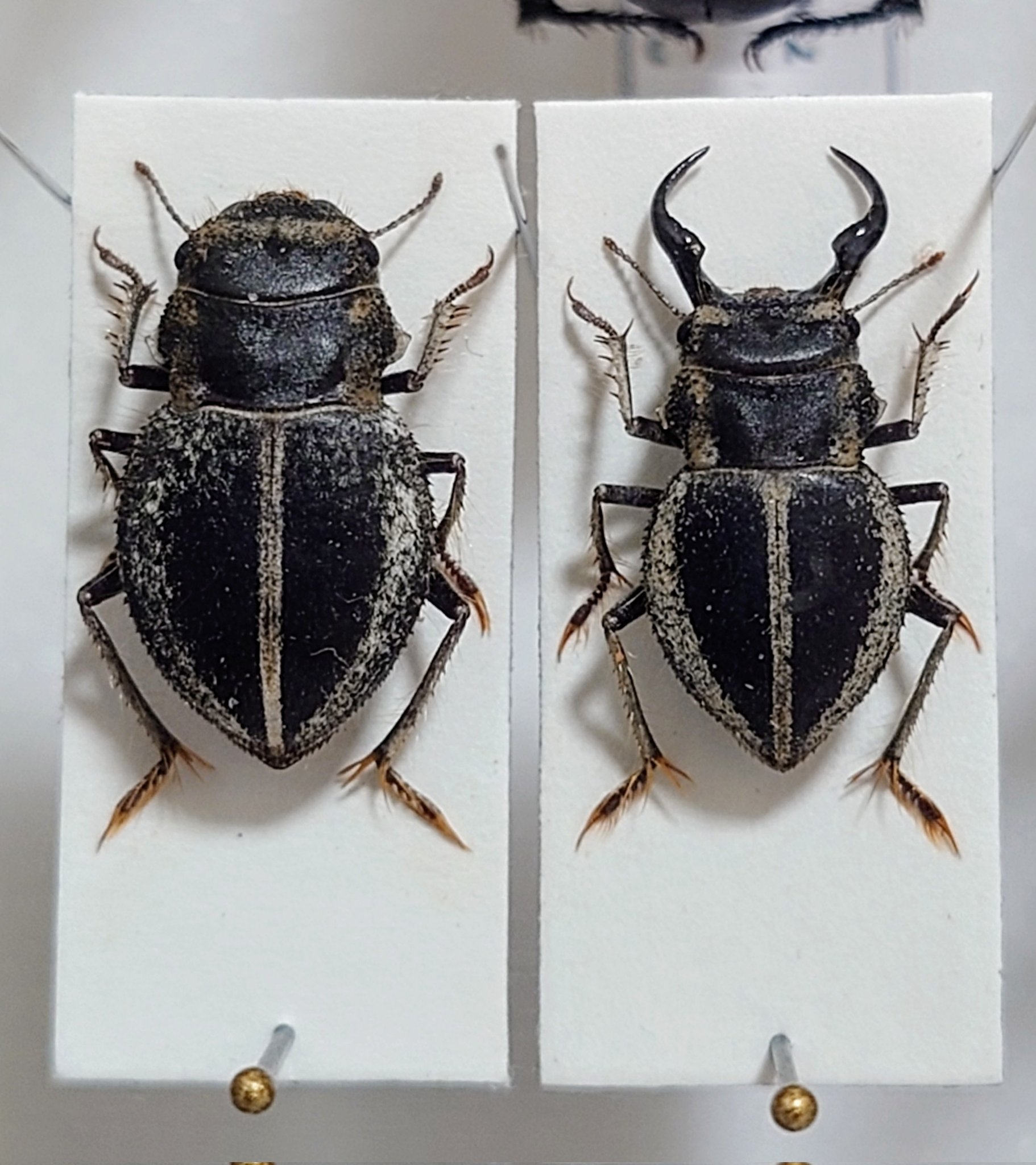 【14mm♂】クワガタモドキゴミムシダマシ Calognathus昆虫標本 14mm♂】クワガタモドキゴミムシダマシ Calognathus昆虫標本 14mm