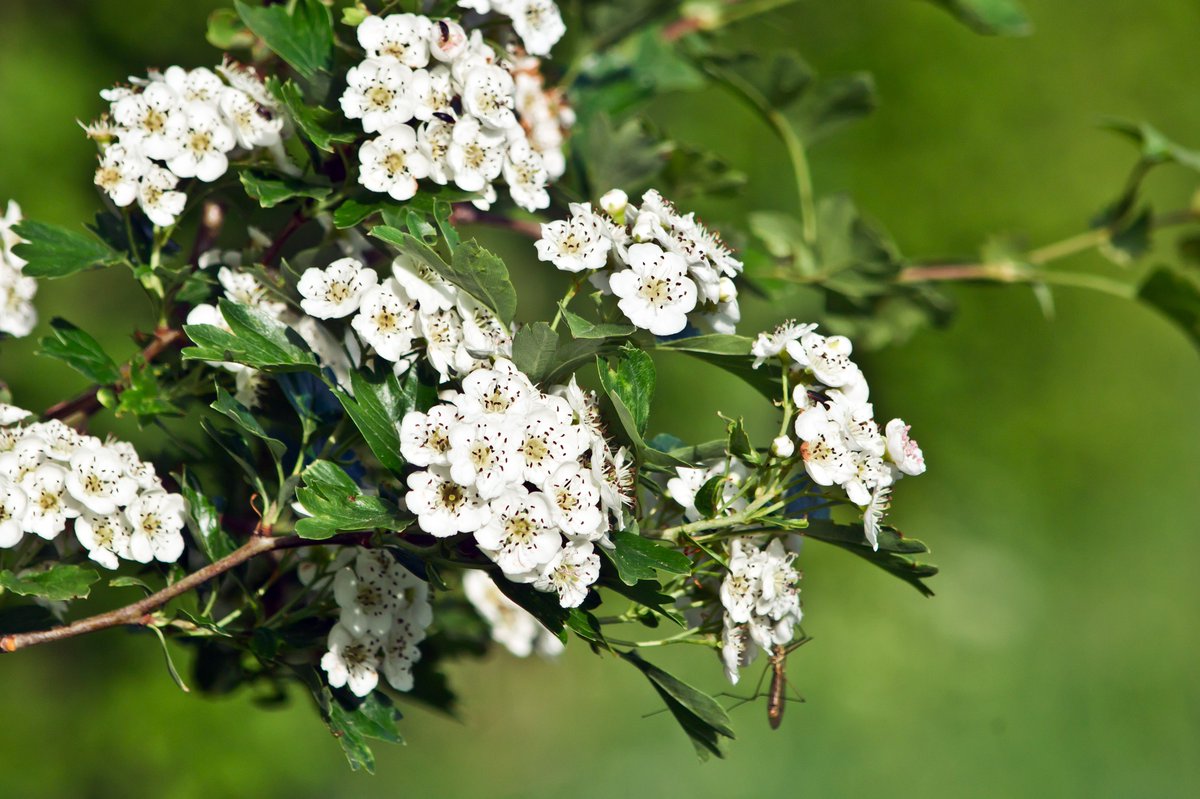 Spring has sprung in the Highlands and our hawthorn trees are in full bloom🌸In old tales, these bushes harbored faeries and cutting them risked supernatural wrath! Explore Scottish mythology and folklore on our website for more tree stories. 🧚treesforlife.org.uk/into-the-fores…