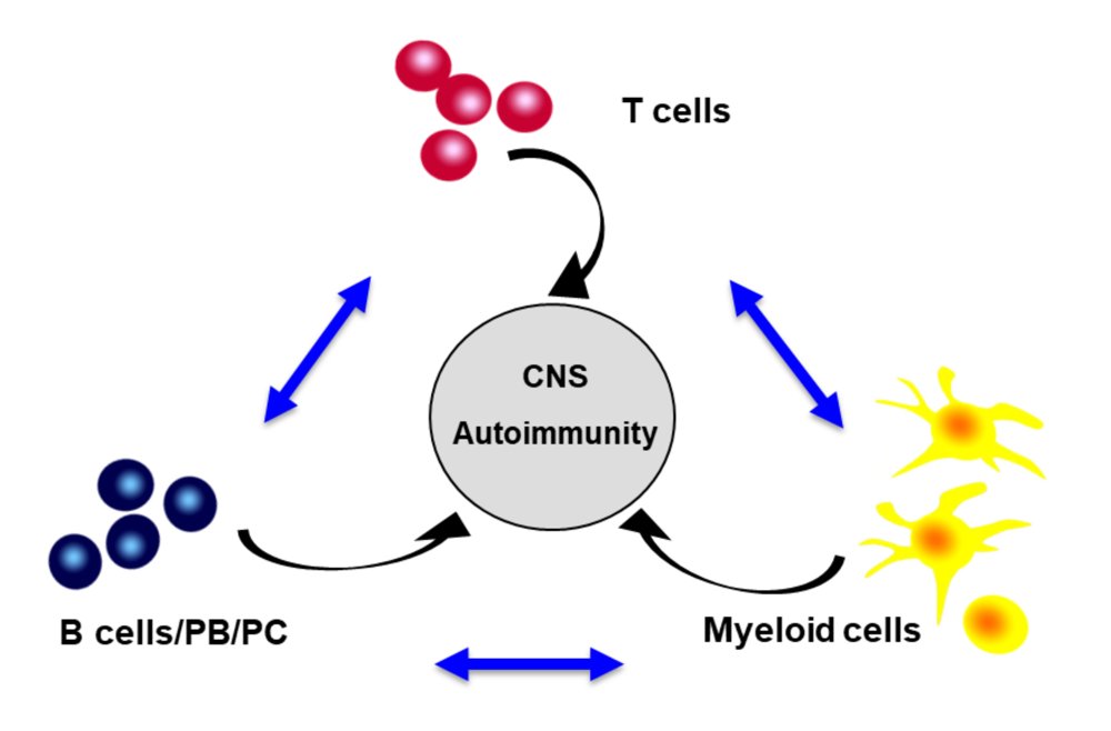 New research out in @SciImmunology finds that oxidative phosphorylation regulates B cell effector cytokines & promotes inflammation in multiple sclerosis ft. Amit Bar-Or (@PennNeurology) tinyurl.com/yzrrbe4r