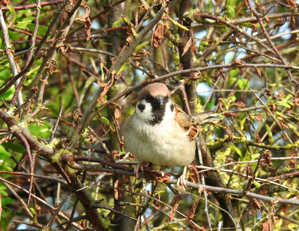 🌞 Good Morning 😊 The Sun is shining. Found this #treesparrow trying to blend in on a recent wander on @Bempton_Cliffs