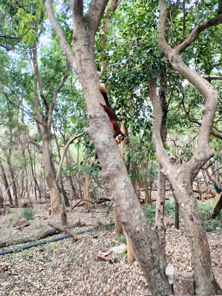 hari82410's tweet image. తిరుమల పర్యటనలో భాగంగా మొదట పెద్దాయన వేంకటేశ్వర స్వామి దర్శనం , తరువాత  ఇంటికి వెళ్లి పెద్దాయన @ncbn గారికి ఓటు ఇదే మన లక్ష్యం.

#NaraChandrababuNayudu
#TDPWillBeBack 
#TTD
#Tirumala