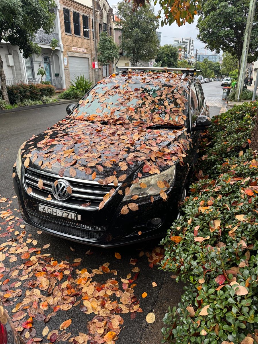 Autumn plumage, Sydney