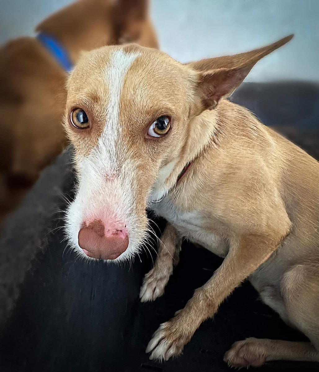 Galgos del Sol tweet media