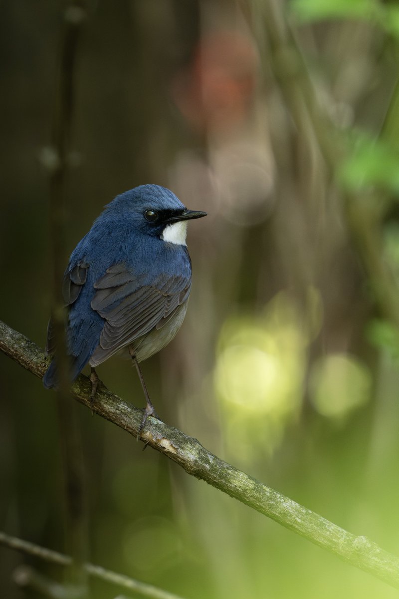 森の青い宝石💎

Nikon Z 9 + Z 600mm f/6.3 VR S 

#コルリ #幸せの青い鳥 
#z9 #z663 #私とニコンで見た世界