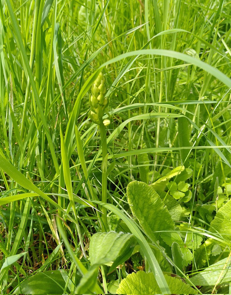 No #Auroraborealis but the greater butterfly orchid is getting ready to put on a stunning display throughout #NoMowMay.