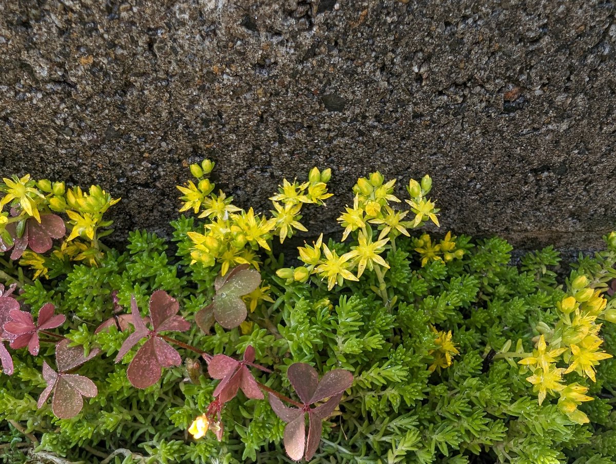 そな🩹 tweet media