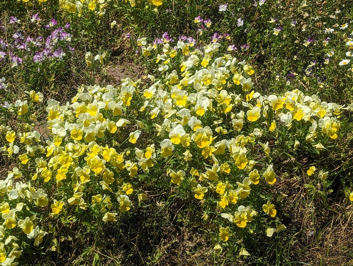 そな🩹 tweet media