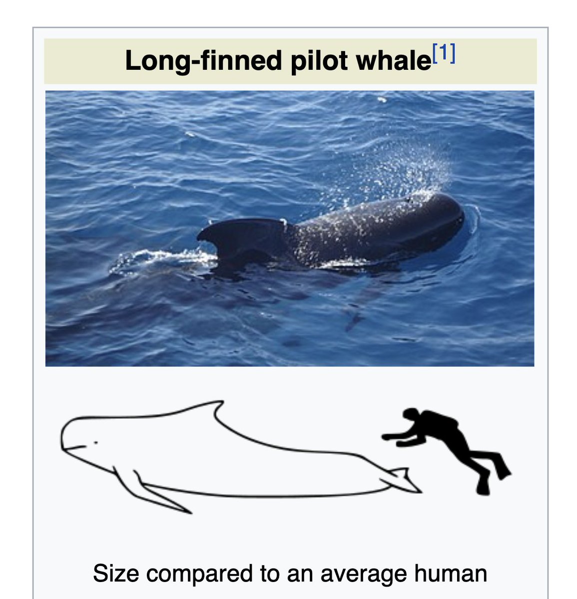 I have always loved that Wikipedia has these cute line drawings for hundreds of marine mammals. Today I learned they were all uploaded by the same person!!