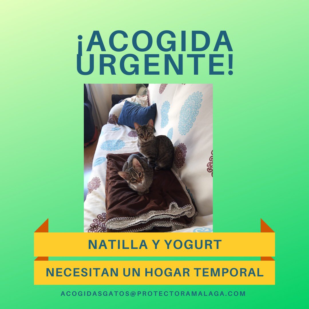 ⚠️ACOGIDA/ADOPCIÓN URGENTE⚠️

Necesitan un hogar temporal o definitivo, sino estas 2 hermanitas se quedarán en la calle💔

🙏🏼AYÚDANOS A EVITARLO🙏🏼

Si puedes ACOGER, escribe a: acogidasgatos@protectoramalaga.com ✉️🐱

Si quieres ADOPTAR, escribe a: gatos@protectoramalaga.com ✉️🐱