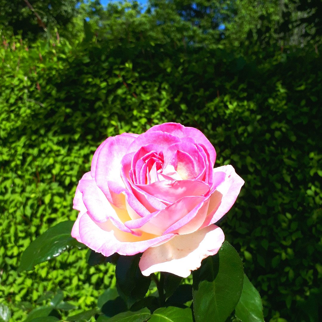 とてもお天気がよく、暑い日でした
ピンクの縁取が可愛いバラを見つけました

(2024.5.11)

#茨城県 #水戸市 #花 #花写真　#花のある生活 #花のある暮らし #花の写真が好き #花写真が好きな人と繋がりたい #flowers #flowersphoto #flowerstagram #花絶景 #花絶景いばらき #ばら #薔薇 #バラ #rose