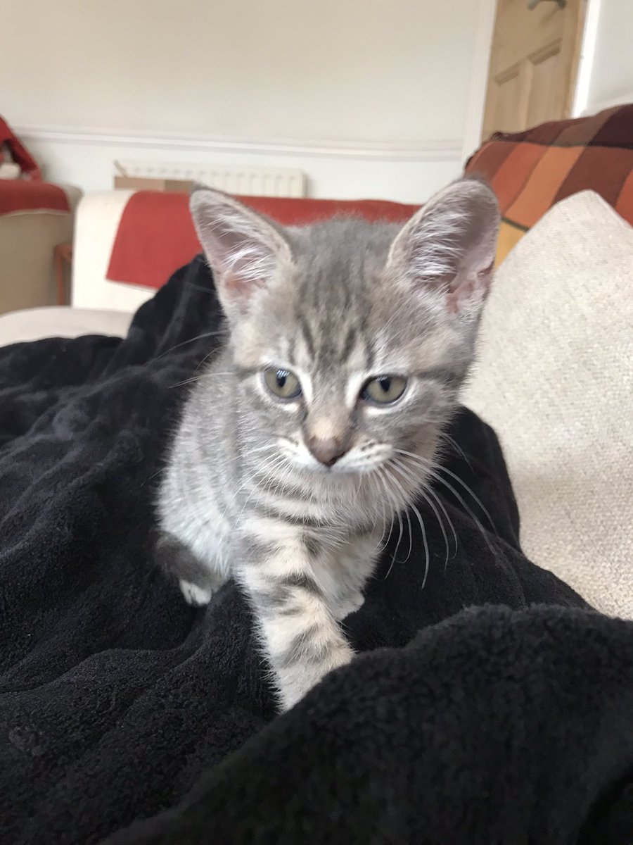 Special #Caturday announcement 📣 Misty has arrived 🎉 She is adorable 💕 Getting comfy 💤 We’re in love 🥰