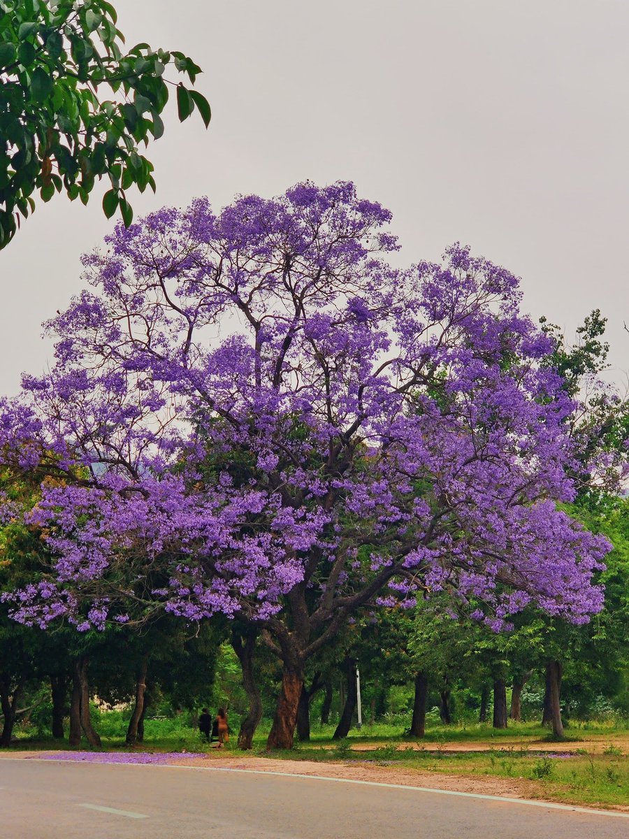 It's Jacaranda and Bougainvillaea full bloom in islamabad🖤