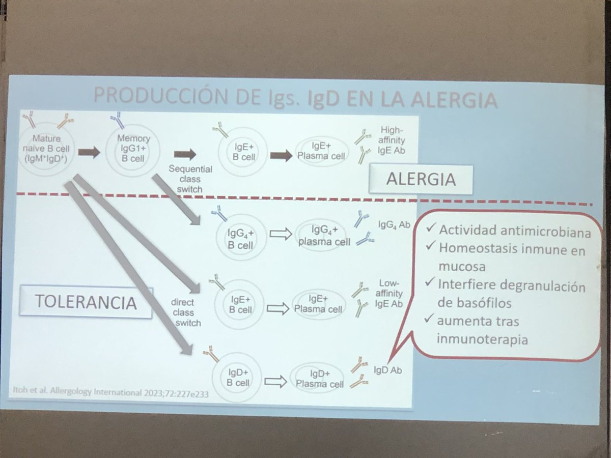 ¿Ig D en la alergia? Si, Ig D. 🤨 Dra. Rodriguez. #alergomenorca2024. #alergologosenbalearesya