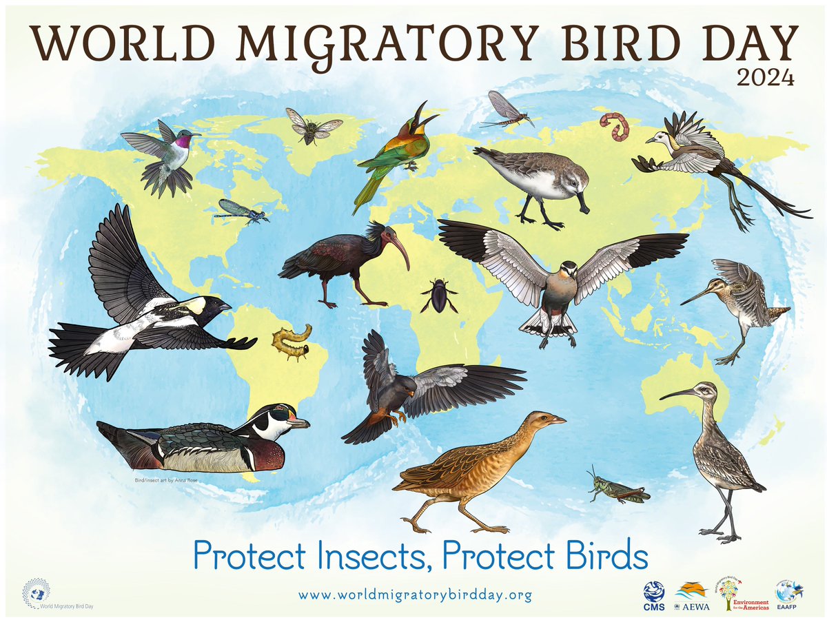 This #WorldMigratoryBirdDay, we’re celebrating the critical role of insects that migratory birds rely on. Insects are essential sources of energy for many migratory bird species, not only during the breeding seasons but also during their extensive journeys. #WMBD2024 🧵