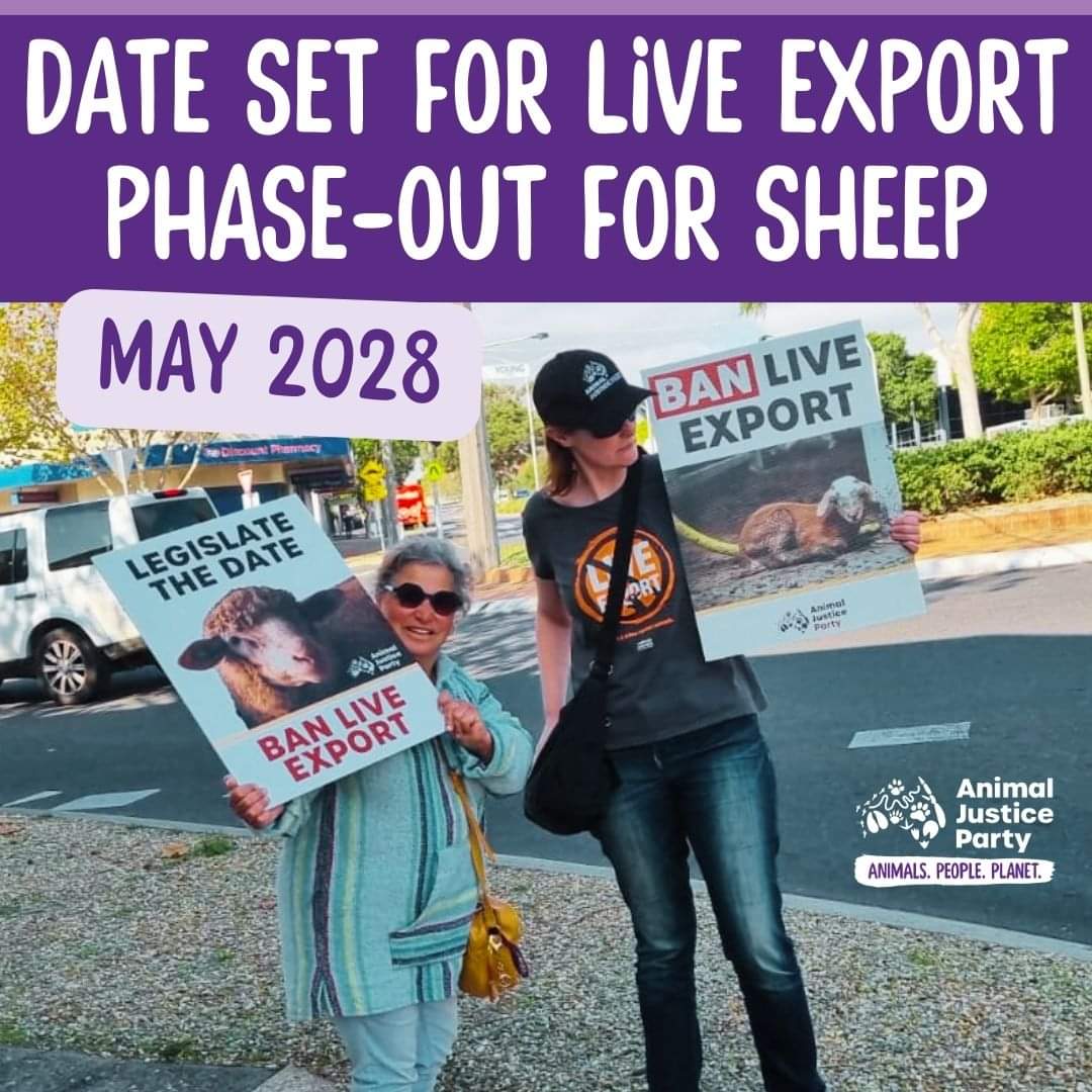 Live exports will end in 4 years, Agriculture Minister Murray Watt has announced. The May 1, 2028 deadline is being coupled with a $107 million plan to “transition” the industry, with legislation set to be introduced to parliament before the next Fed election. @animaljusticeAU