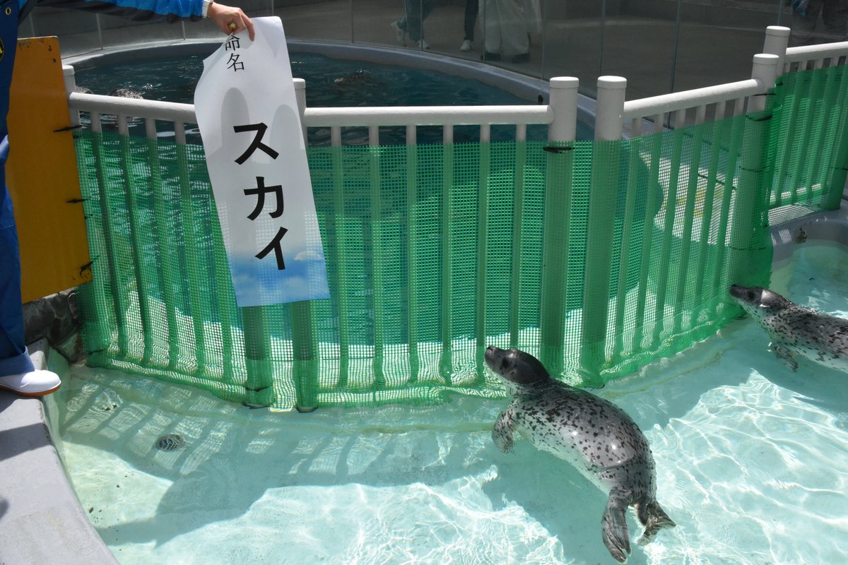 今年産まれた2頭のゴマフアザラシの名前は「スカイ」と「ジャンボ」に 今年産まれた2頭のゴマフアザラシの名前は「スカイ」と「ジャンボ」に