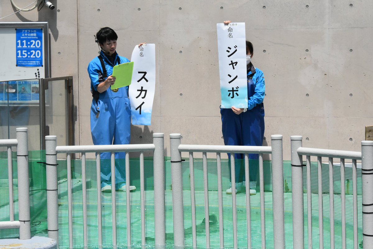 今年産まれた2頭のゴマフアザラシの名前は「スカイ」と「ジャンボ」に 今年産まれた2頭のゴマフアザラシの名前は「スカイ」と「ジャンボ」に