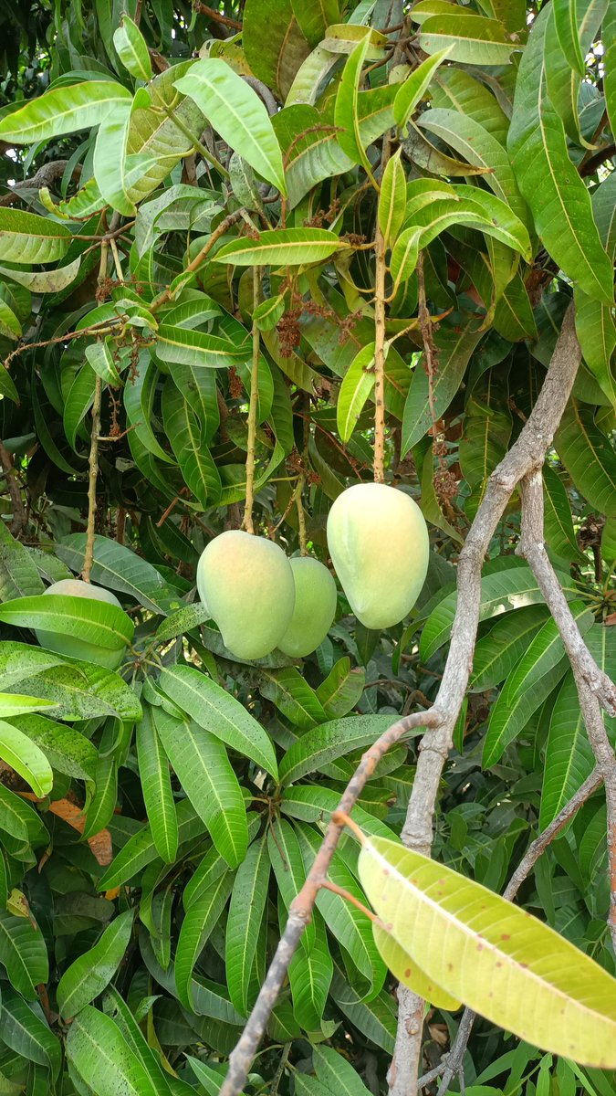 That's the 👑 of mangoes from my farm it will still take 15-20 days ready to eat