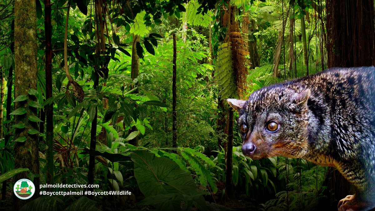 Vital seed dispersers in #African forests, African palm civets are persecuted for #bushmeat. Other threats are #mining #palmoil #deforestation in #Gabon #Liberia. Say no to #palmoil #deforestation #Boycottpalmoil #Boycott4Wildlife