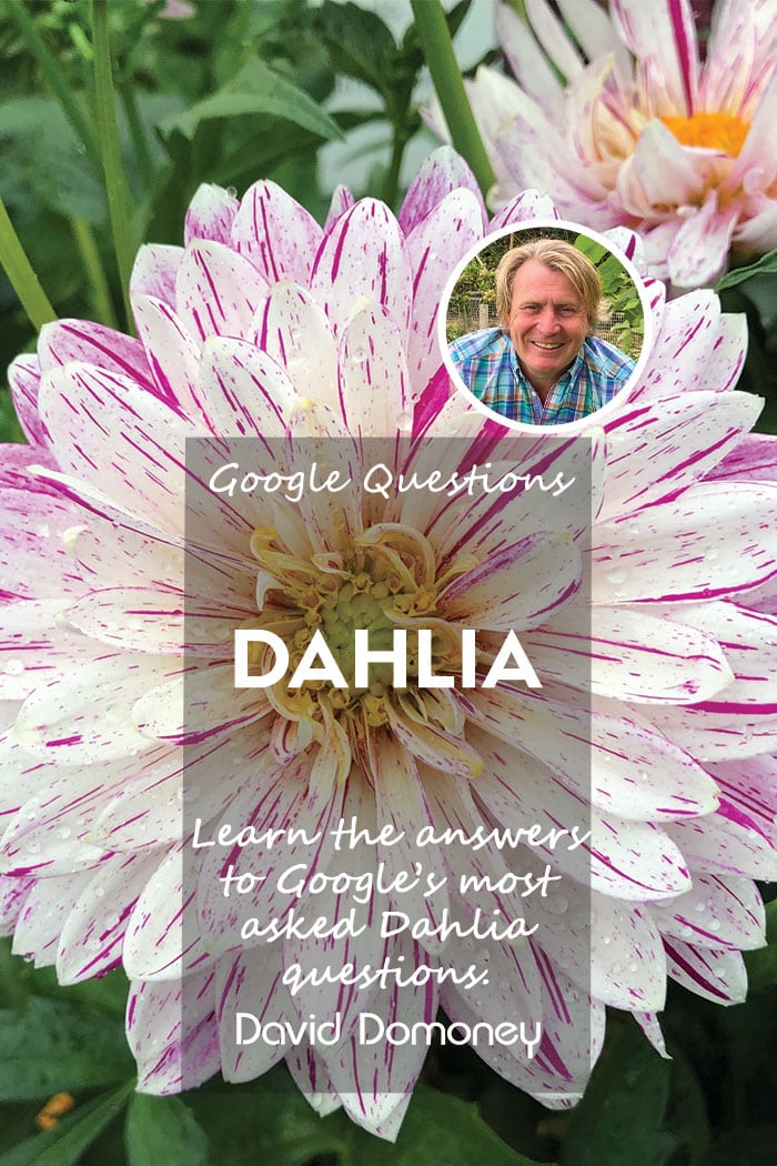 Dahlias are wonderful flowers which feature in many UK gardens thanks to their beauty, colour, and variety. Find out @daviddomoney's answers to Google’s most asked questions on this flower: hubs.ly/Q02vM0Qn0
