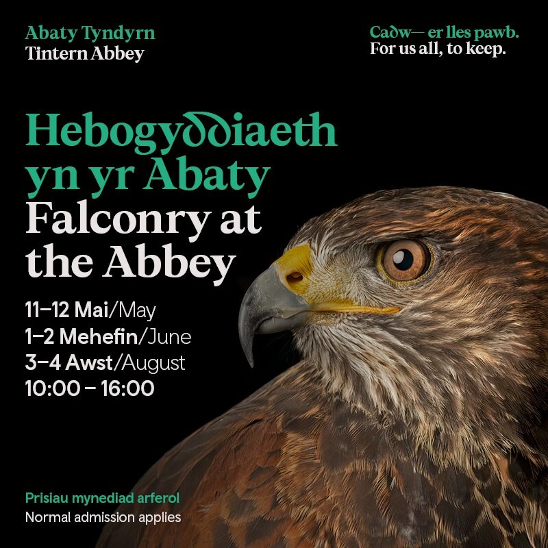 Come to Abaty Tyndyrn / Tintern Abbey to see majestic birds of prey in flight this weekend! Learn how the Tudors used birds of prey and why falconry was the most popular sport of the day, and how birds of prey live. Have your photo taken with the birds for a unique souvenir!