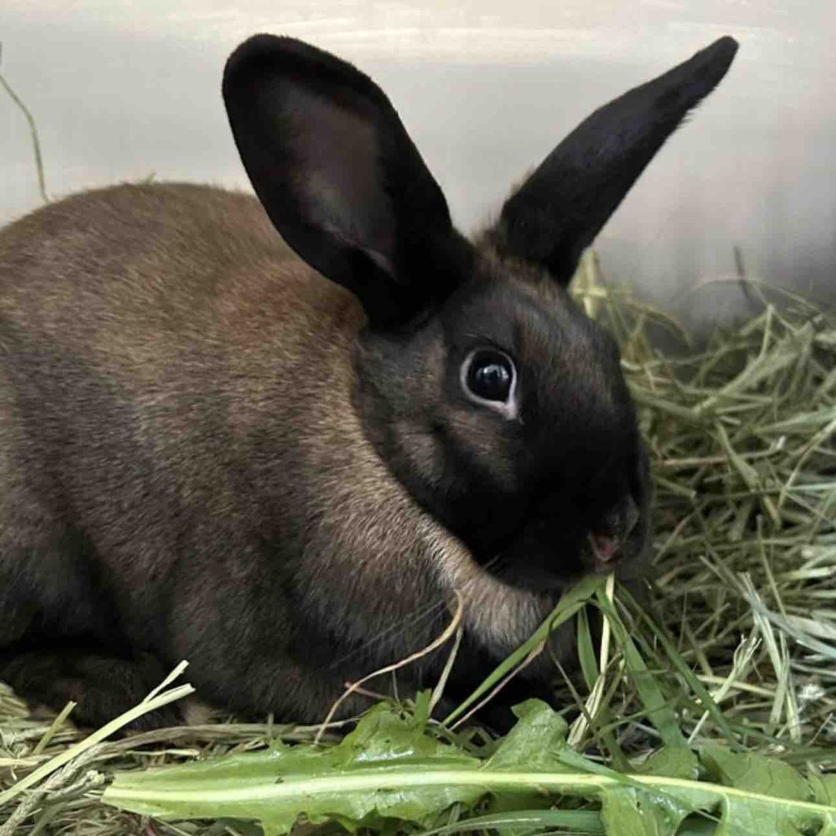 Meet Paprkia & Saffron!🐰 These lovely girls are 1 year old Dutch rabbits who are looking for their forever home together❤️ For more information and to apply, visit their profile in the link below cotswoldsdogsandcatshome.org.uk/animals/paprik… #CotsDogsCats #Rabbits #DutchRabbits #Glouce