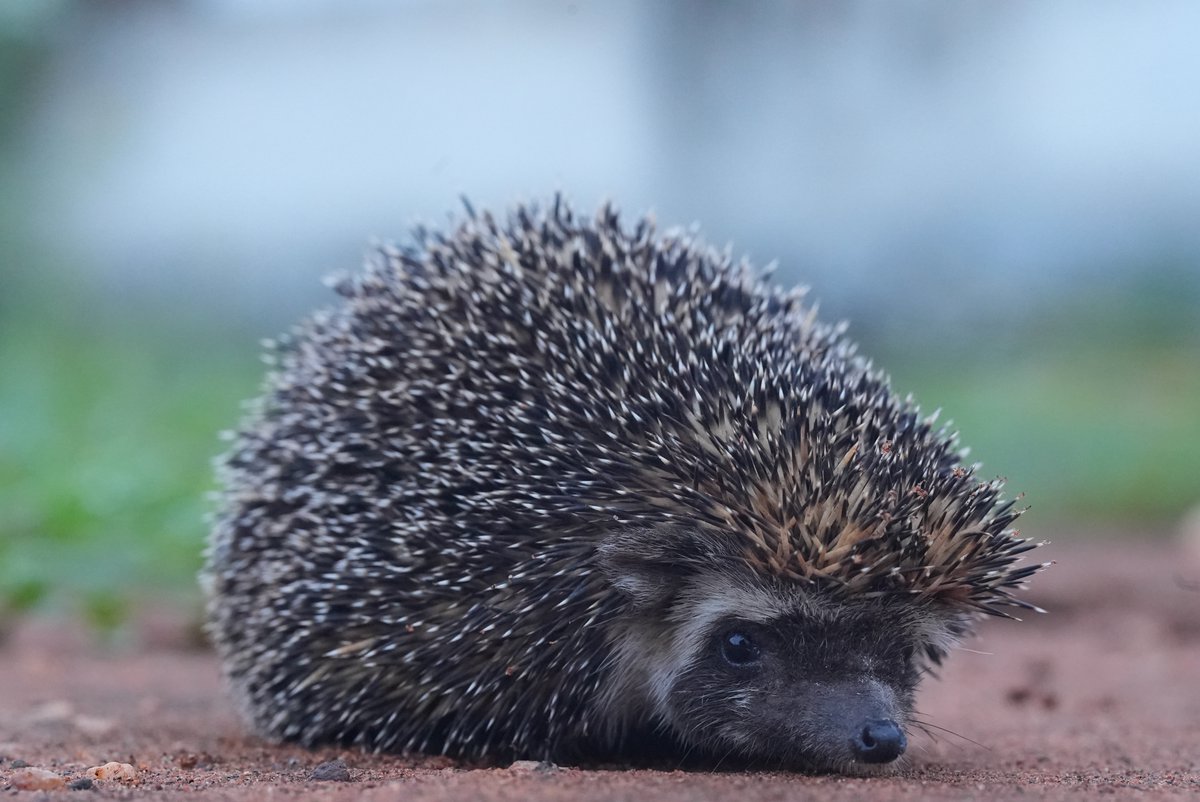 Have you heard of the Madras Hedgehog?🦔 Native to southern India, this relative of our British hedgehog faces similar challenges. Find out more about what’s being done to help 👉hedgehogstreet.org/madras-hedgehog #HedgehogStreet is a joint campaign run by us and @hedgehogsociety